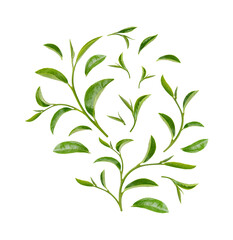 Green tea leaves isolated on transparent background. (.PNG)