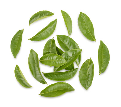 Fototapeta Green tea leaves isolated on transparent background. (.PNG)