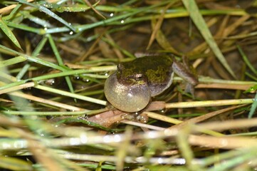 ニホンアマガエル