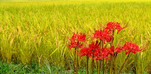 ヒガンバナと稲穂