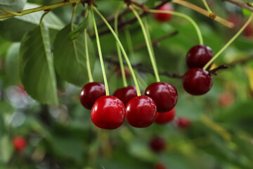 Closeup view of cherry tree with ripe red berries outdoors