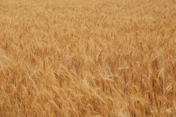Beautiful agricultural field with ripe wheat crop