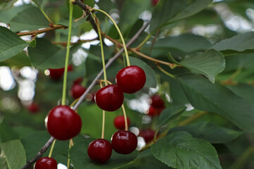 Closeup view of cherry tree with ripe red berries outdoors