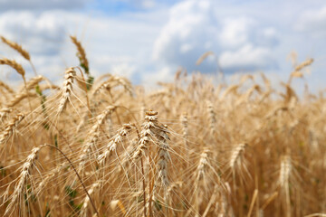 Ripe wheat spikes in agricultural field, closeup. Space for text