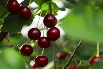 Closeup view of cherry tree with ripe red berries outdoors