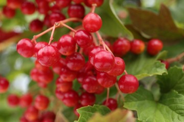 Beautiful viburnum shrub with ripe berries outdoors, closeup