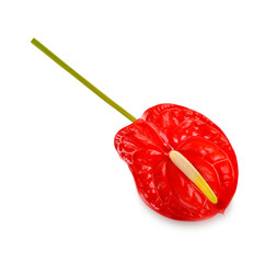  Spadix, Red anthurium flower isolated on transparent background. (.PNG) - obrazy, fototapety, plakaty