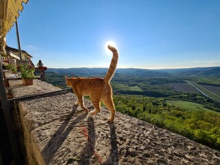 A cat walking on the fortress walls of the little town of Motovun, Istria, Croatia. While the end of his tail is touching the sun.