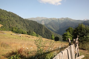 Fototapeta na wymiar Beautiful view of cows grazing on mountain hill
