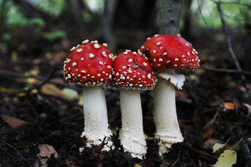 Fresh wild mushrooms growing in forest, closeup