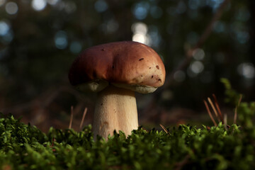 Beautiful porcini mushroom growing in forest on autumn day