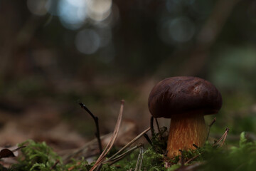 Beautiful boletus mushroom growing in forest on autumn day. Space for text