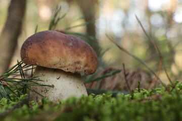 Beautiful porcini mushroom growing in forest on autumn day, space for text