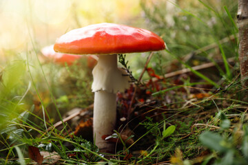 Fresh wild mushroom growing in forest, closeup