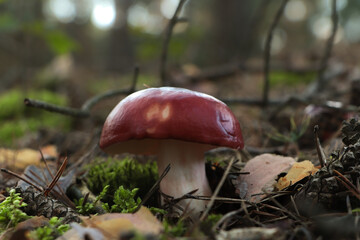 Russula mushroom growing in forest, closeup view
