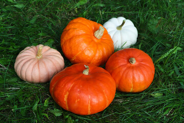 Many ripe pumpkins among green grass outdoors