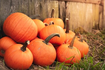 Many ripe orange pumpkins on grass near wooden fence. Space for text