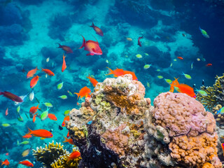 Naklejka na ściany i meble wonderful colorful fishes and corals in the red sea