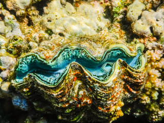 Fototapeta na wymiar wonderful giant clam at the coral reef in the red sea