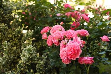 Obraz na płótnie Canvas Beautiful blooming rose bush outdoors on sunny day