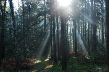 Fototapeta premium Majestic view of forest with sunbeams shining through trees in morning