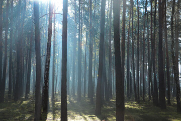 Obraz premium Majestic view of forest with sunbeams shining through trees in morning