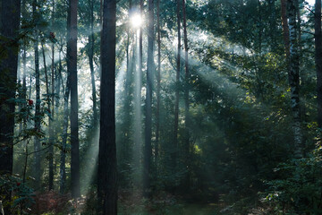 Obraz premium Majestic view of forest with sunbeams shining through trees in morning