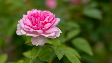 シックな色が増える秋に、ひときわ輝くピンクの薔薇