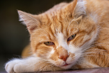 cat in the Street