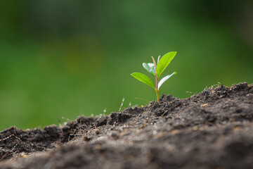 plant is growing close up picture of the sapling of the background
