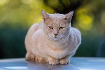 cat in the Street