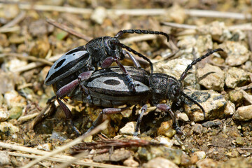 Flat-faced longhorn // Weberbock (Dorcadion ljubetense) - Prespa national park (above 1400m), Greece