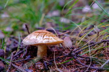 Forrest Mushroom