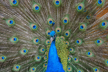Peacock in it's glory