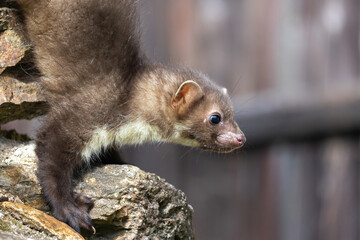 Cute young marten is posing on a stone wall. Horizontally. 