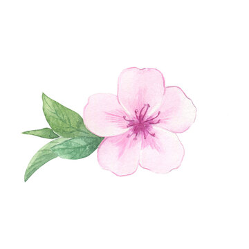 Watercolor almond or cherry blossom with green leaves. Illustration of pink flower. Hand drawn natural element for packaging, label, logo, decoration design.