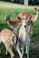 Fallow deer family in Germany