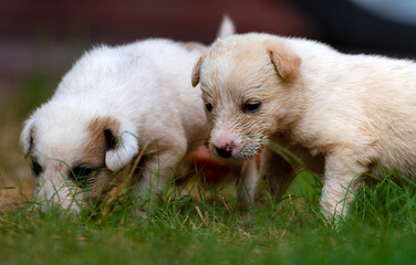 pair of cute puppies, puppy in  closeup, playing puppies of dog , puppies of afghan kuchi dogs, The Kuchi Dog, also known as the Afghan Shepherd, is an Afghan livestock guardian dog