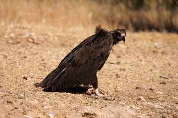 Buitre negro