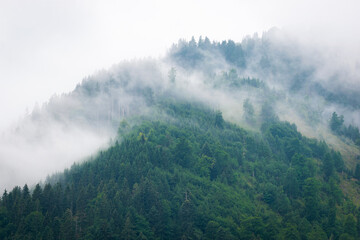 Wald auf Berg im Nebel