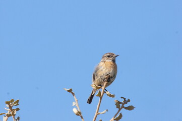 Pájaro