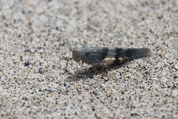 A blue gray grasshopper that lives in the sand