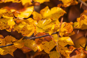 dry leaves in autumn