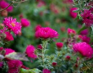 Pink autumn flower in the garden