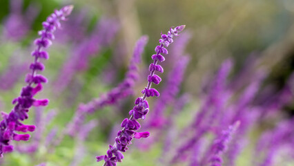 紫の花が漂う秋