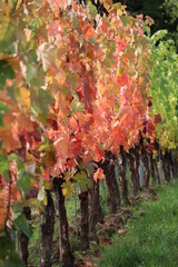 Color competition of the Vines