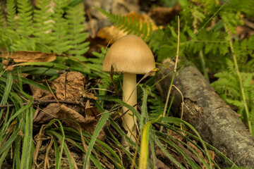 small mushroom