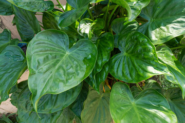 Vine with green leaves, heart shaped