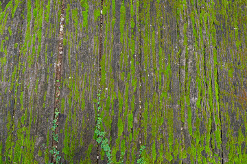 Obraz premium Old brick floor with mossy