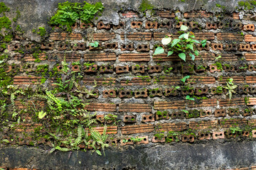 Old Wall brick with moss ,Closeup